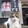 Larry the Cat Downing Street image